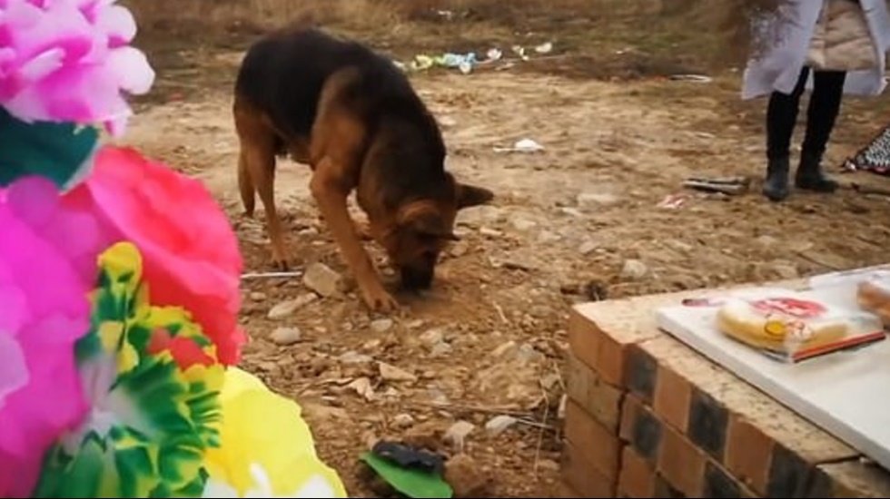 &Ouml;len sahibini &ouml;zleyen k&ouml;pek, toprağı kazarak sahibine ulaşmaya &ccedil;alıştı