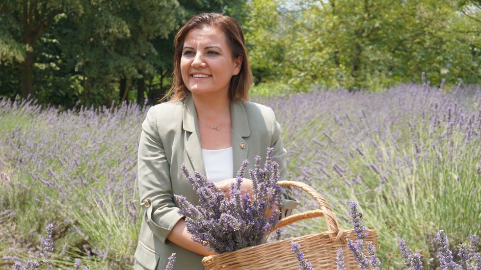 Binlerce lavanta fidesi toprakla buluşacak