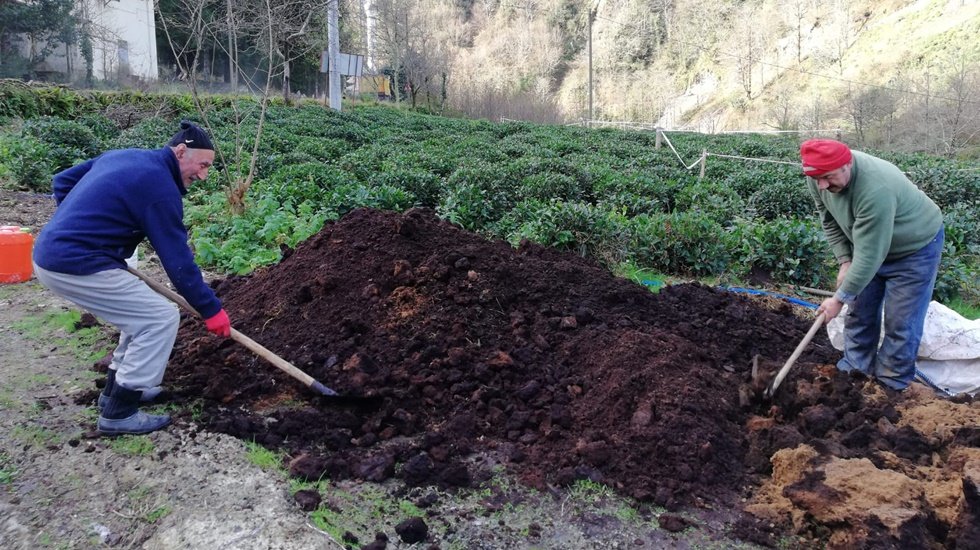 Çay fabrikalarının çay atıkları, toprağın gıdası oldu