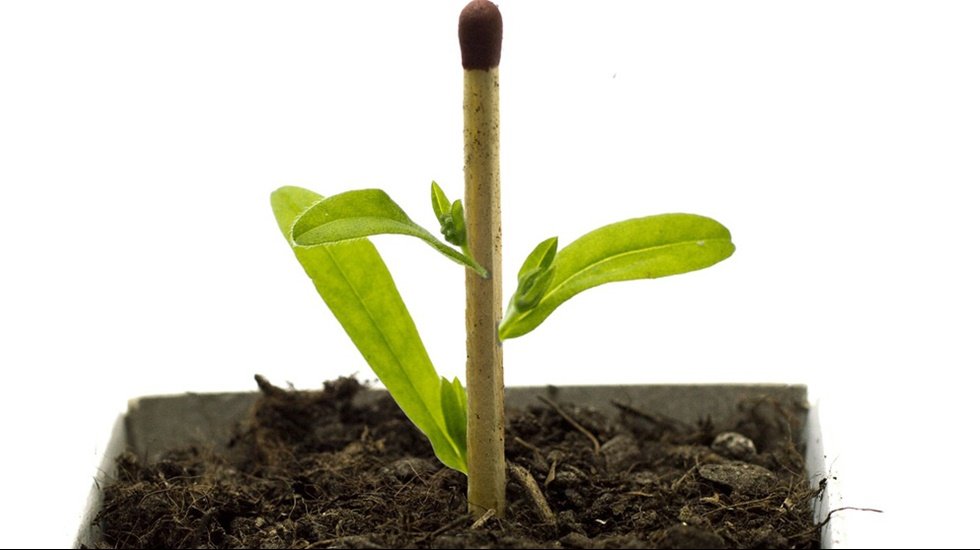 Genetik potansiyeli y&uuml;ksek sertifikalı tohum projesi de başarısızlıkla sonu&ccedil;landı!