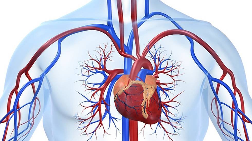 Pek bilinmeyen damar Check-Up’ı nedir?