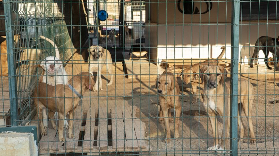 Büyükşehir, on ayda 1500 kedi ve 2 bin köpeği iyileştirdi