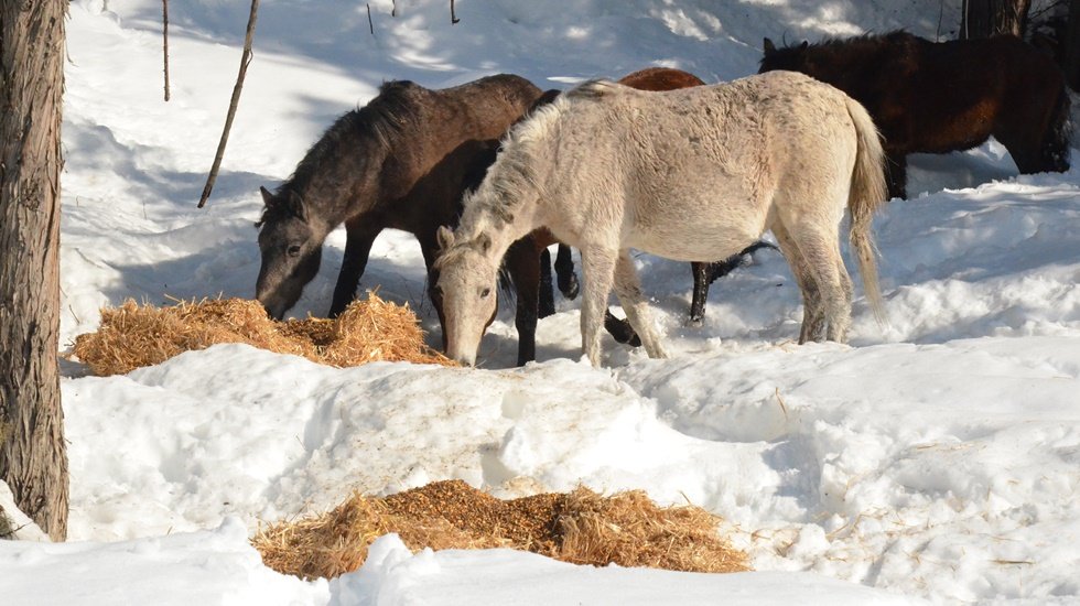 B&uuml;y&uuml;kşehir, yaban hayvanları i&ccedil;in doğaya yiyecek bıraktı