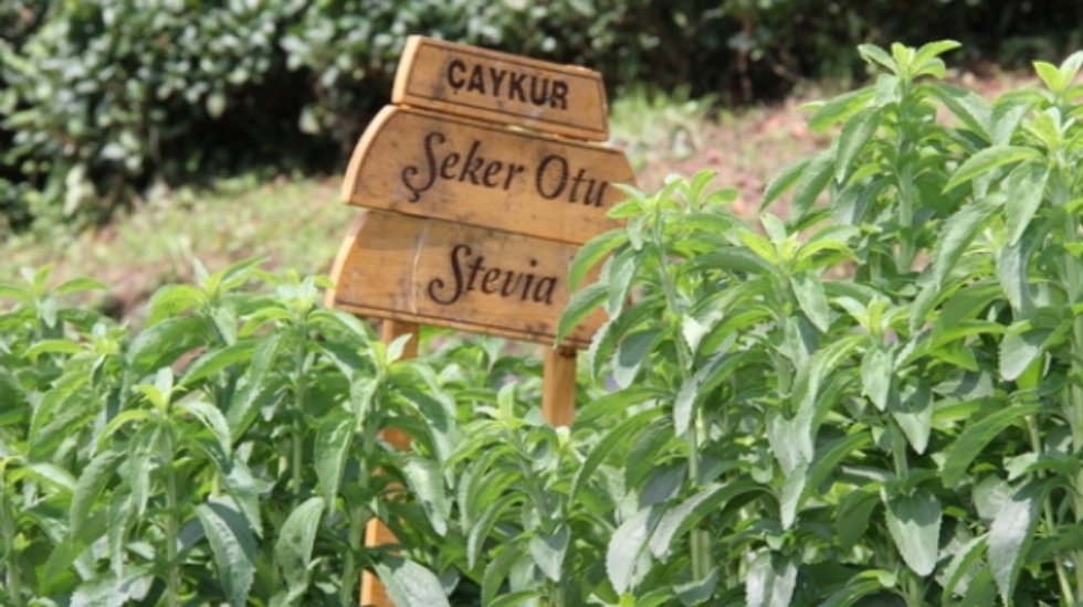 ÇAYKUR’un 16 milyonluk Stevia macerası bitti