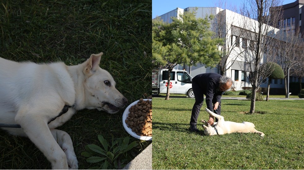 Depremzede k&ouml;pek Kartopu Kadık&ouml;y belediyesine misafir oldu