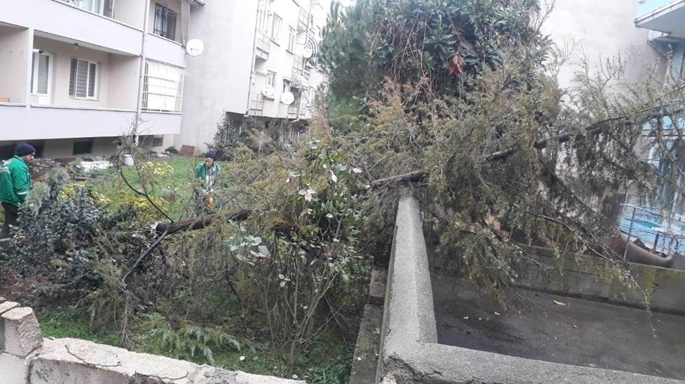 Devrilen ağa&ccedil;lara belediyeden anında m&uuml;dahale