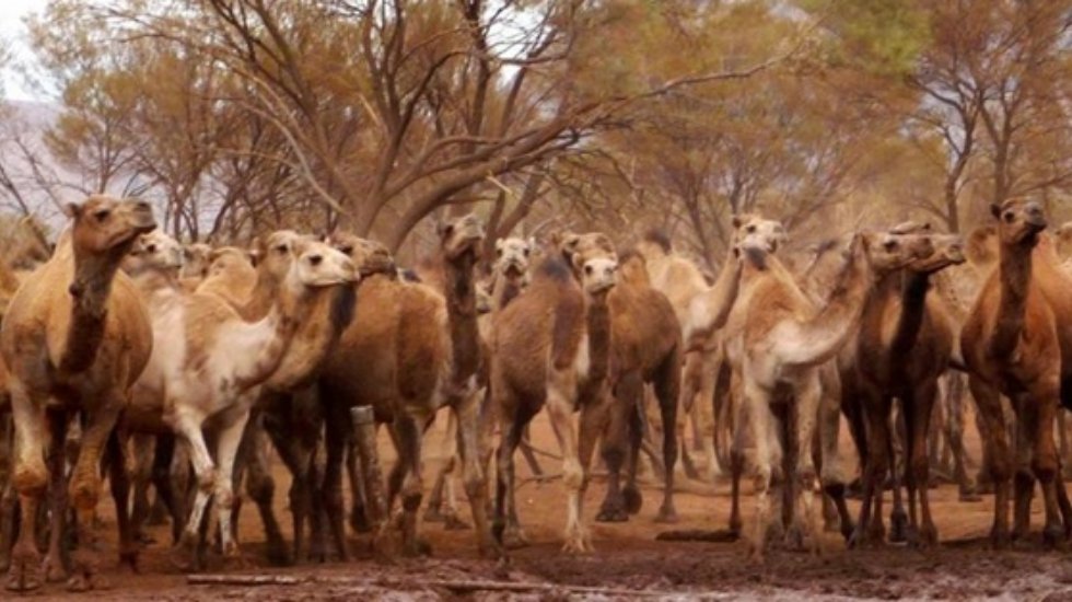 Nişancılar hazır: Avustralya'da binlerce deve ve at &ouml;ld&uuml;r&uuml;lecek!