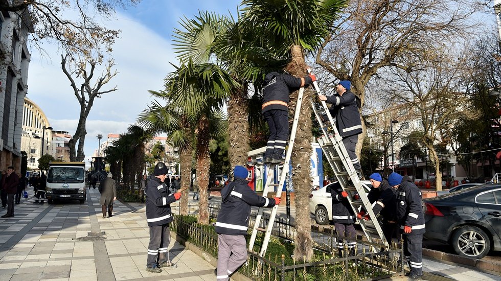 O ilçede hava şartlarından etkilenmesin diye palmiyeler özel bezle korunuyor