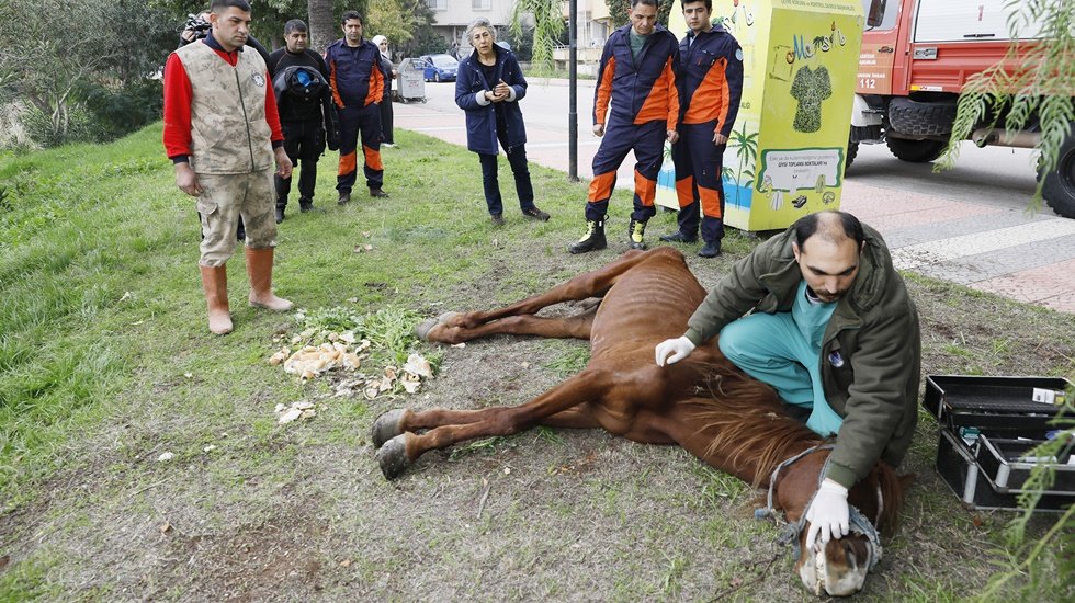 Ölüme terk edilen ata Büyükşehir sahip çıktı