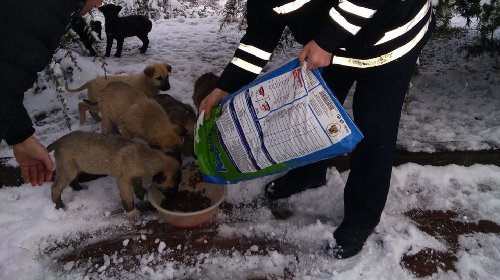 Belediyeden sokak hayvanlarına mama...