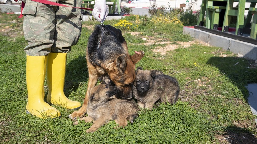 Bereket&rsquo;in 16 yavrusu s&uuml;t annelerinin desteğiyle b&uuml;y&uuml;yor