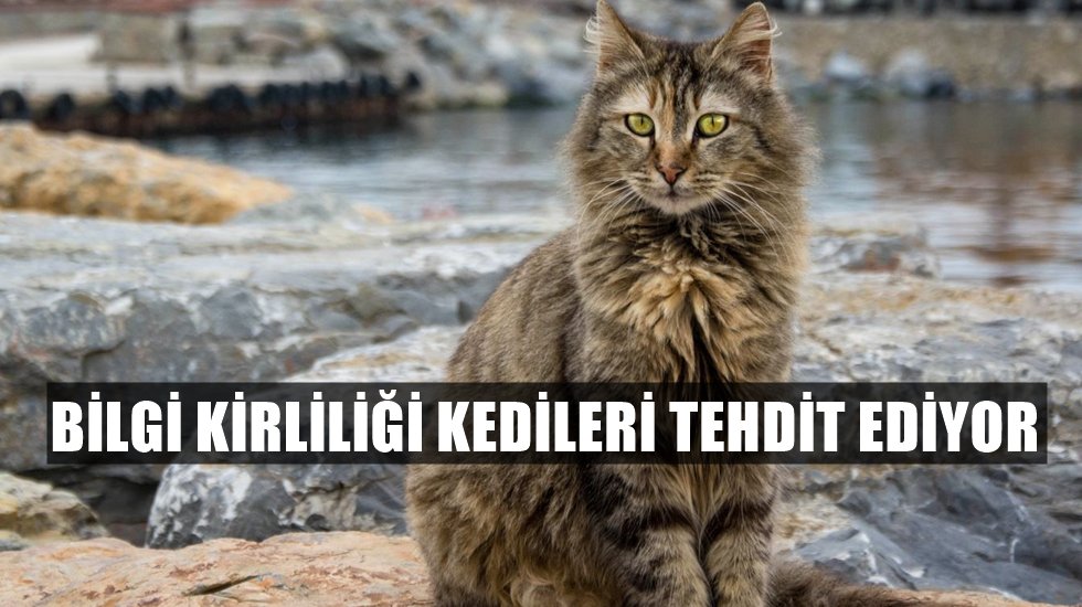 Kedilerden insana Coronavirus bulaşır mı?