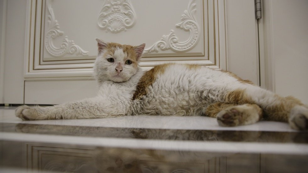 Toros kedi'nin bundan sonraki yaşamı başkanlık makamında s&uuml;recek