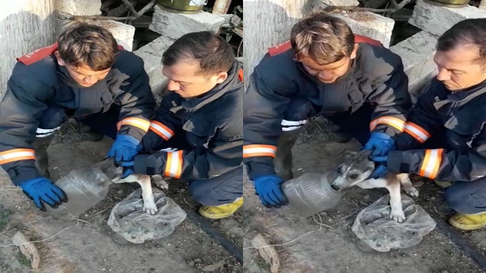 Minik köpeğin oyun merakı başına iş açtı