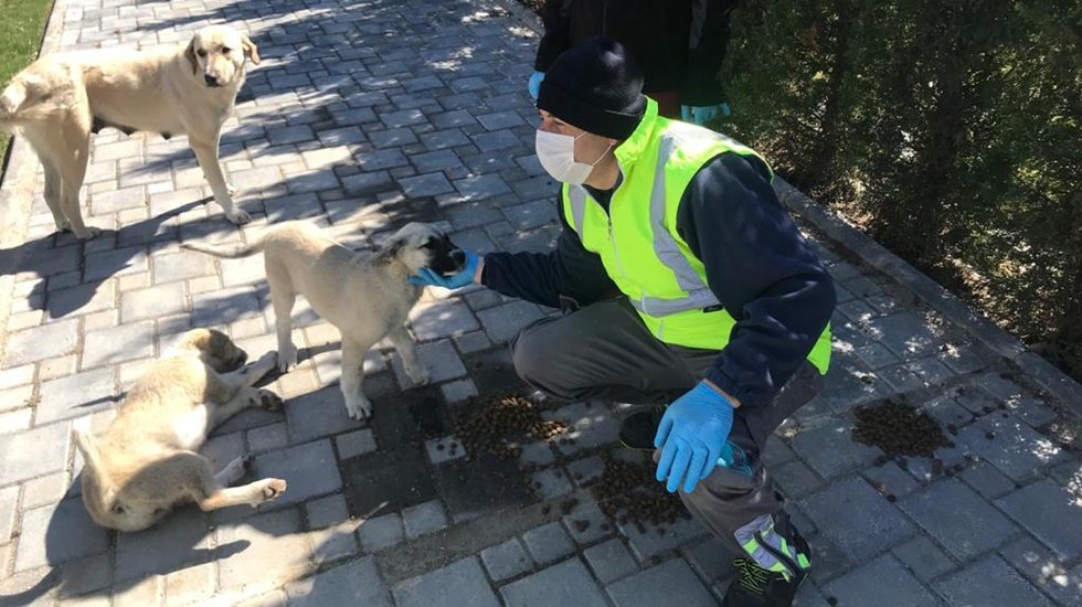 B&uuml;y&uuml;kşehir sokak hayvanları i&ccedil;in 11 merkez il&ccedil;ede mama dağıtıyor