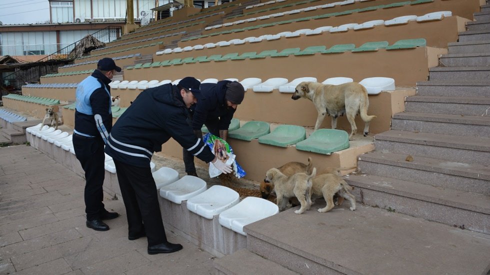 İzmit Belediyesi sokak hayvanlarını unutmadı