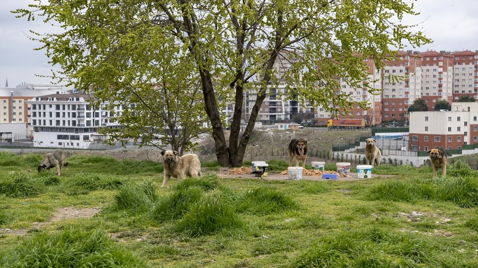 Sokak hayvanları için her gün 650 kilo mama