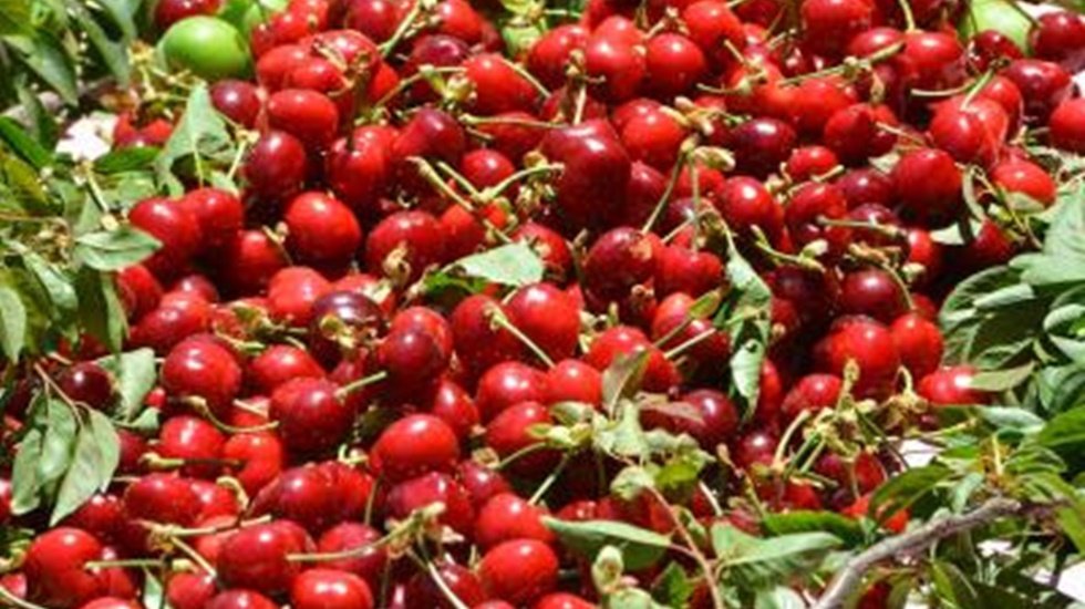 Kiraz ihracatı 200 milyon doları aştı