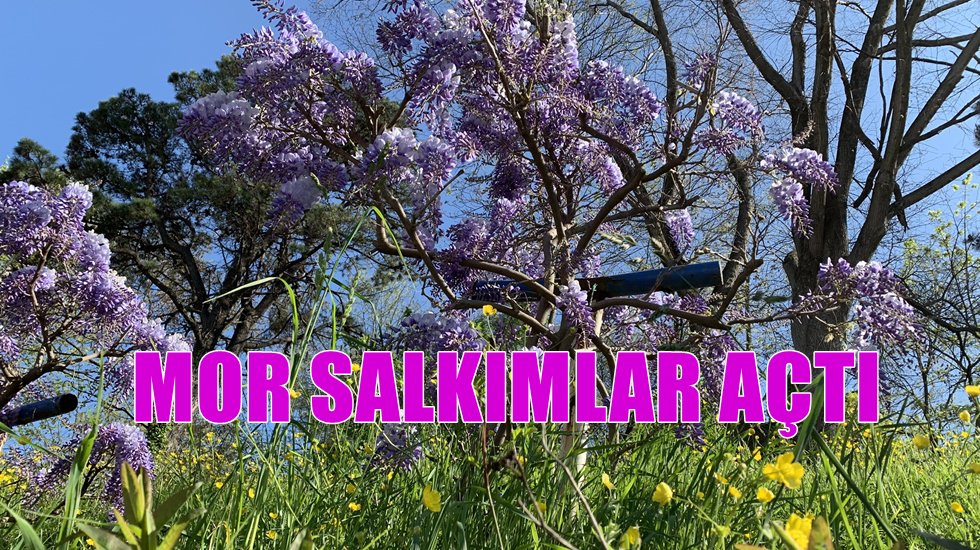 Bilim Kurulu &Uuml;yesi &Ouml;zl&uuml;: Yaza Kovid-19'suz girme umudumuz artıyor, sakın gevşemeyelim