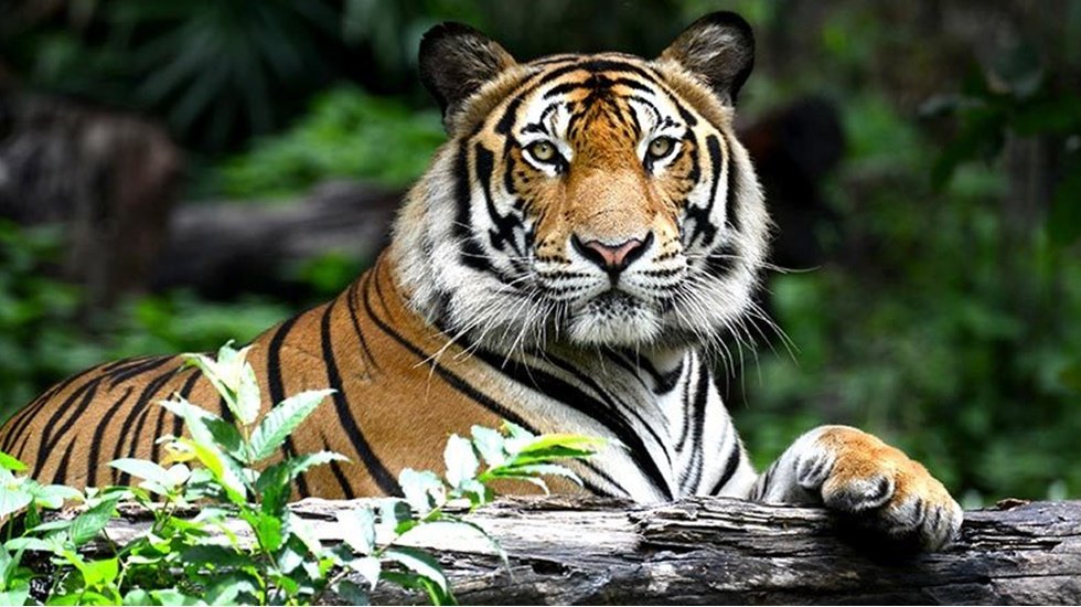 Kaplan, bakıcısından Kovid-19 kaptı