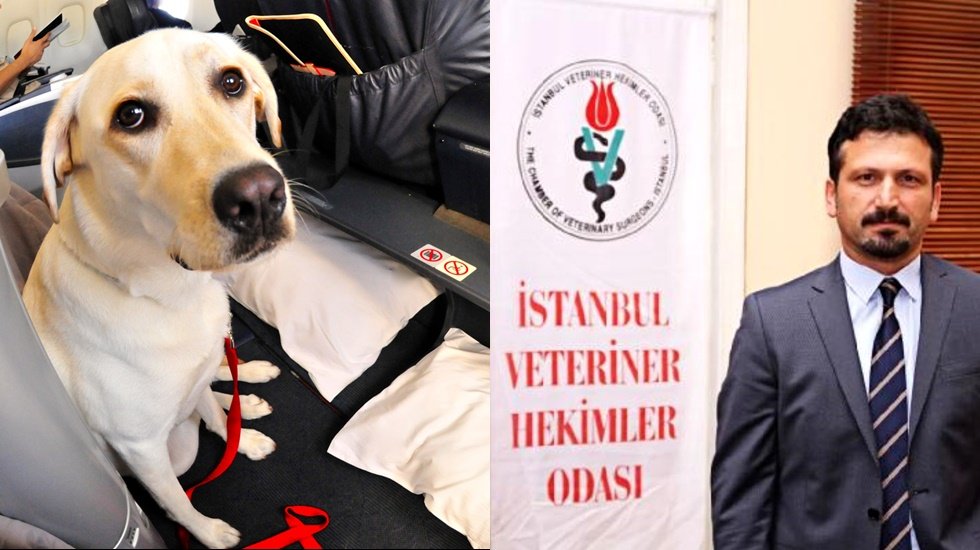 Yurda giremesi yasaklanan hayvanlar için karantinalı çözüm önerisi
