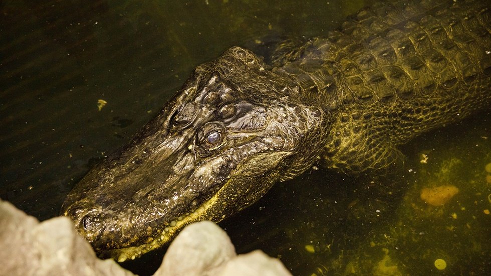 &ldquo;Adolf Hitler'in timsahı Sat&uuml;rn&rdquo; &ouml;ld&uuml;