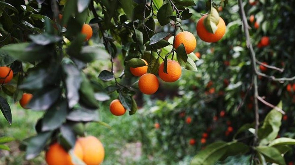 Aşırı sıcaklar narenciyeyi vurdu
