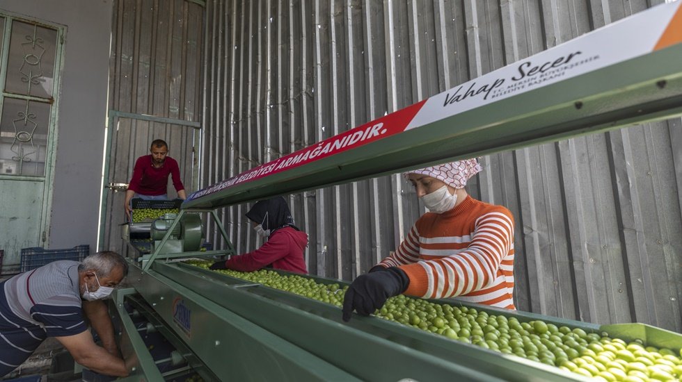 Boylama makinesi ile erikler el değmeden boylarına g&ouml;re ayrılıyor