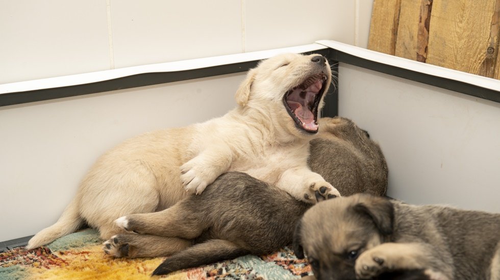 Bu anne köpek ve 7 minik yavrusu ağaç kökünden çıkarıldı