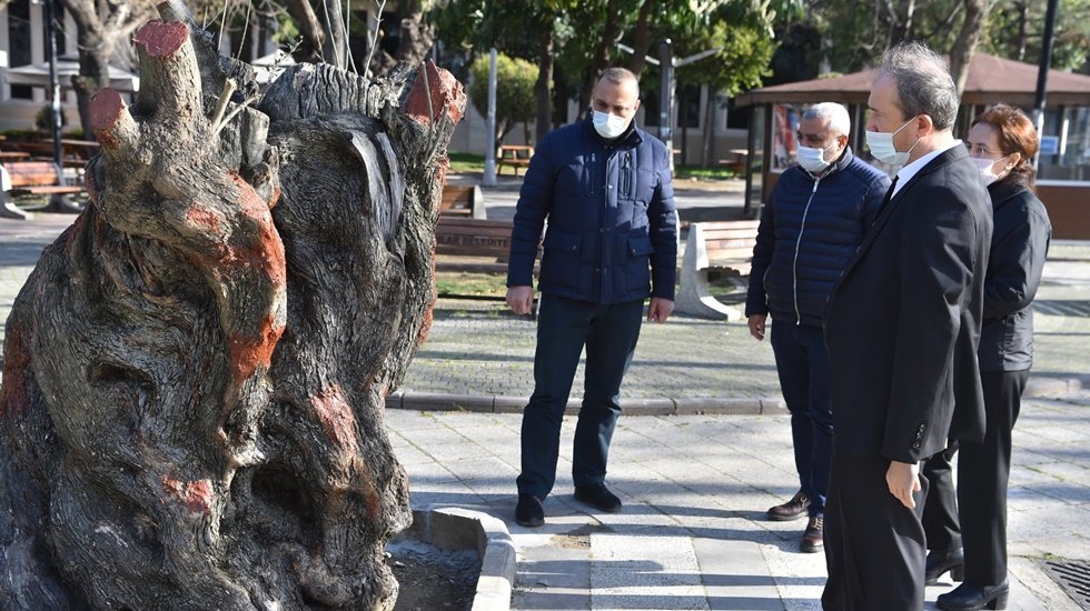 Hançerli'den komşu belediyelere zeytin ağaçlı....