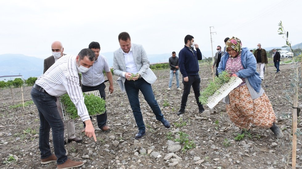 Menemen’de tıbbı bitkiler üretimine başladı