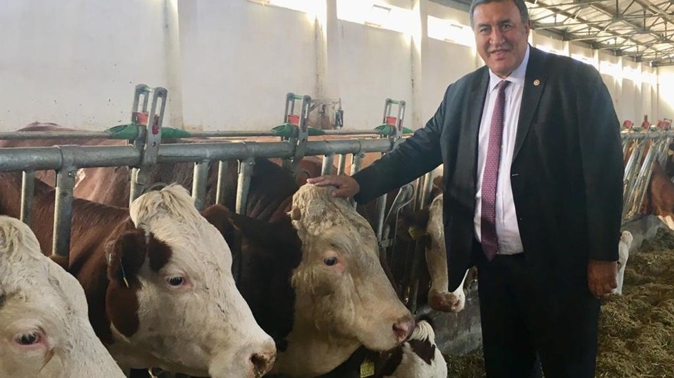 Taşıyıcı anne&rsquo; diye ithal&nbsp;edilen sığırlar kasaplık et oldu&hellip;