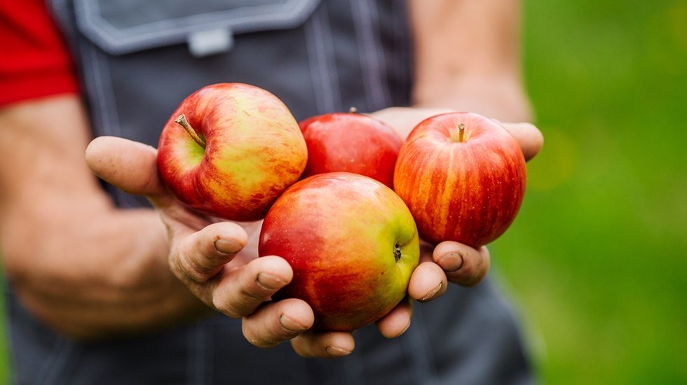 T&uuml;rk kirazından sonra T&uuml;rk elması da Uzakdoğu vizesi aldı