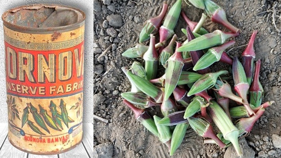 Kınalı Bamya&nbsp;artık resmen Bornovalı