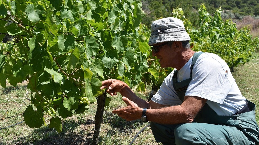 Fo&ccedil;a&rsquo;nın antik &uuml;z&uuml;m&uuml; yeniden &uuml;retilecek