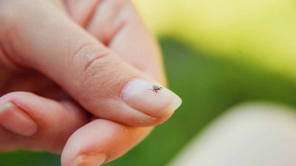 Korona sonrası LYME hastalığı riskine dikkat!
