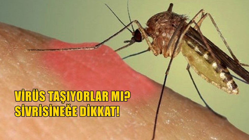 Sinekten koronavir&uuml;s ge&ccedil;er mi?
