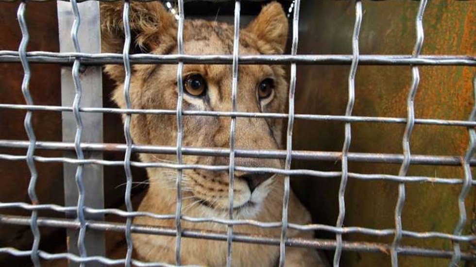 Vahşi kapitalizm: 12 bin aslanı av ticareti i&ccedil;in esir tutuyorlar