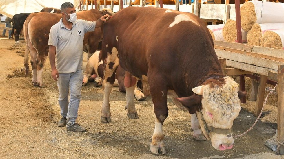 Kurban fiyatları 1 yılda %30 zamlandı: İşte kurban fiyatları