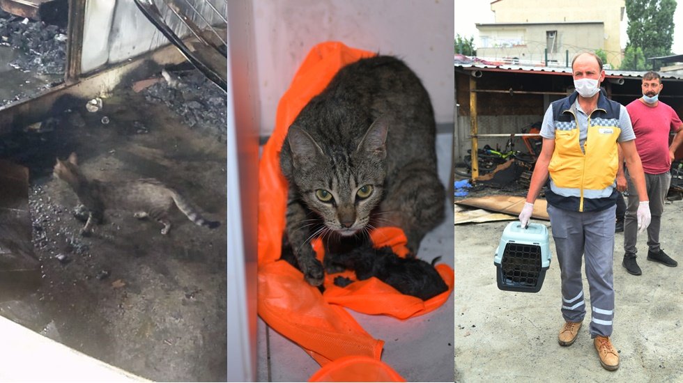 Anne kedi, yangında mahsur kalan yavrularını gösterdi ekipler kurtardı