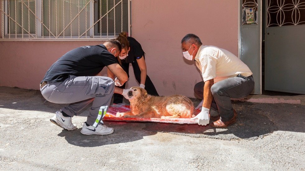 Bir yılda 11 bin 500 sokak hayvanı tedavi edildi