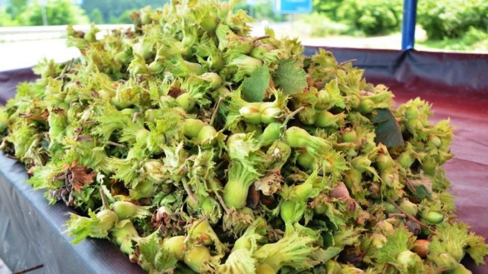 Fındık kavgası b&uuml;y&uuml;yor