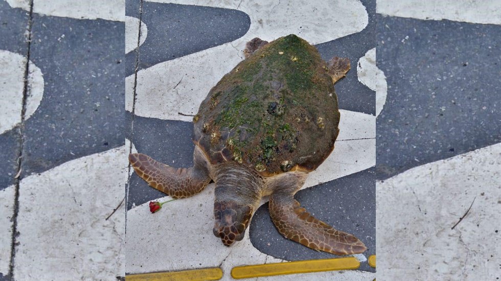 İzmir Körfezi’nde kıyıya vuran caretta caretta kurtarıldı