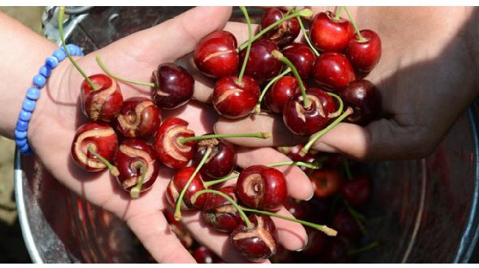 Ege B&ouml;lgesi tarım &uuml;r&uuml;nleri ihracatında 10 milyar doları hedefliyor