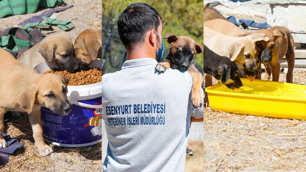 Esenyurt Belediyesi hayvanlarının aç kalmaması için çalışıyor
