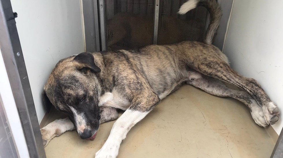 Haydarpaşa’nın köpekleri için iki belediyeden ortak çalışma