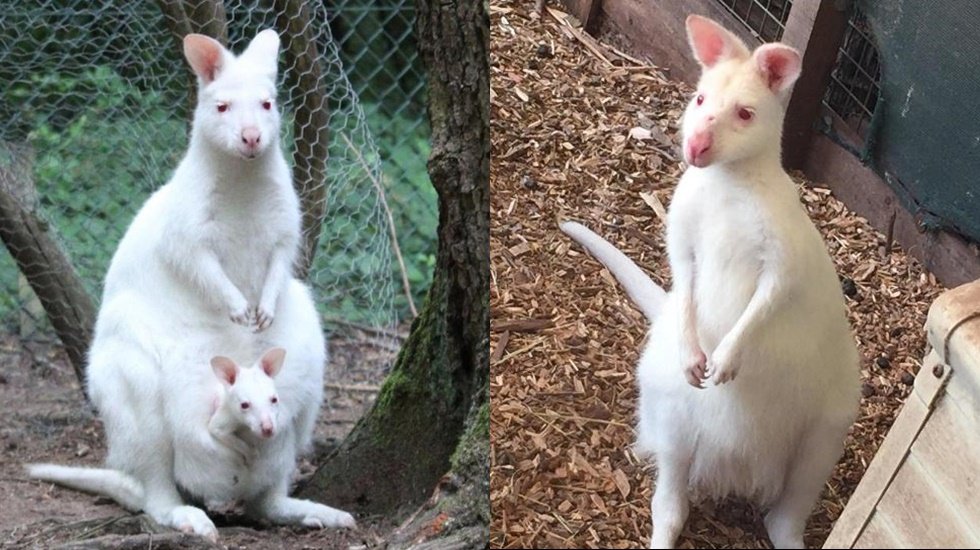 Yavru albino kanguru &ldquo;Mila&rdquo; kayboldu