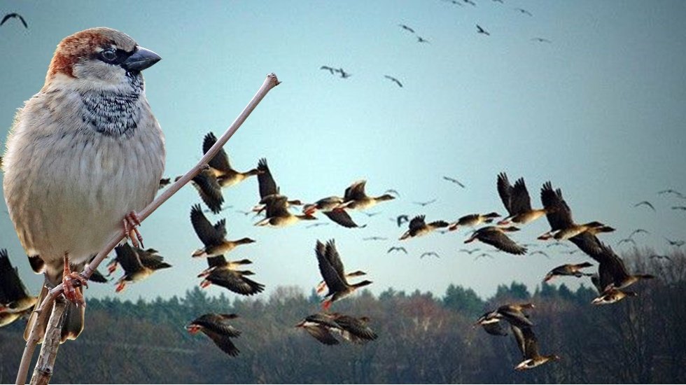 ABD'de &ouml;t&uuml;c&uuml; kuşların kitlesel &ouml;l&uuml;mleri &uuml;zerine yetkililer teyakkuza ge&ccedil;ti