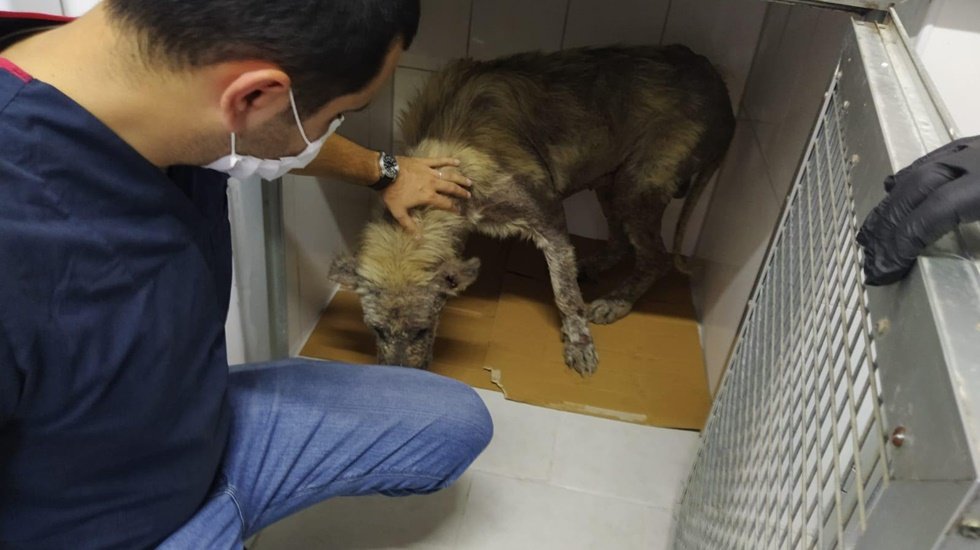Belediye veterinerleri hasta köpeğin yardımına koştu