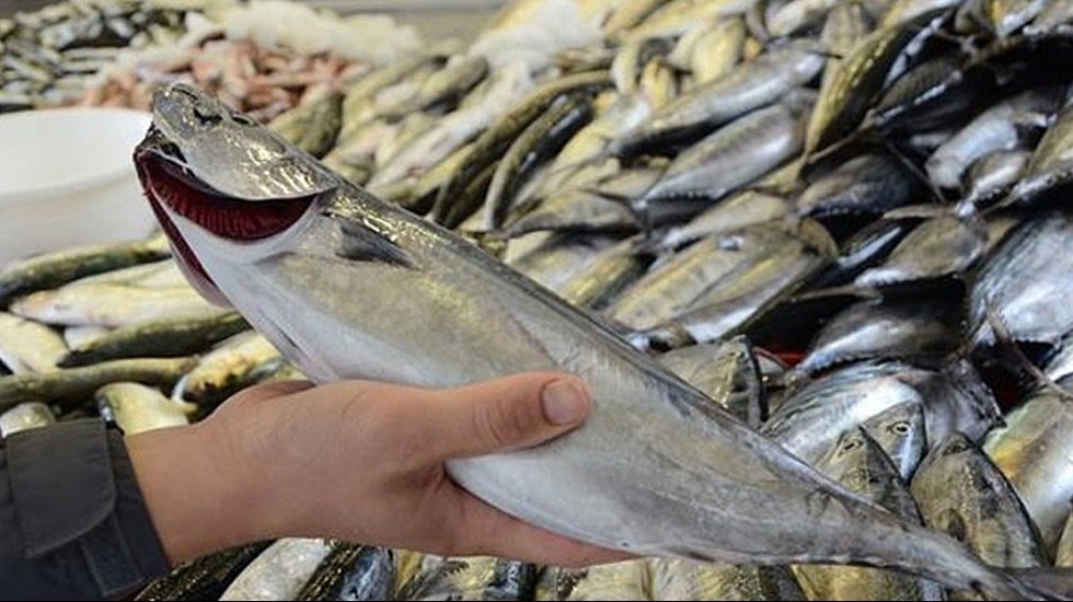 Ankaralılar 3 bin tondan fazla palamut t&uuml;ketti...